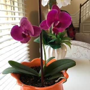 Meet your Posher, Beyza